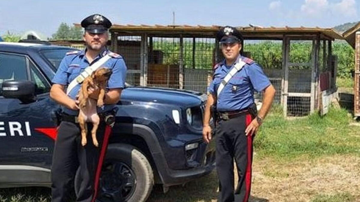 Sigilli ad allevamento di pitbull: cani incatenati e abbandonati - 