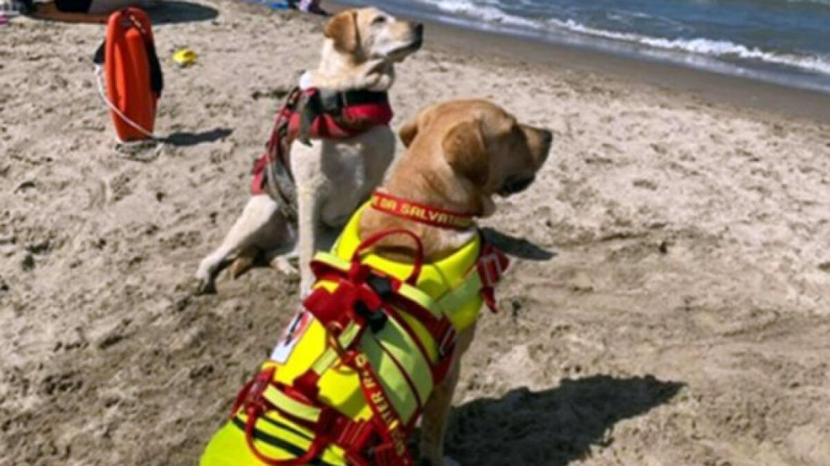 Perla e Argo, i cani eroi salvano due bagnanti - 