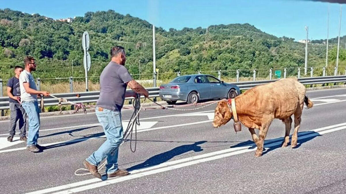 Mucca invade la Salerno-Reggio, ore di paura in autostrada - 
