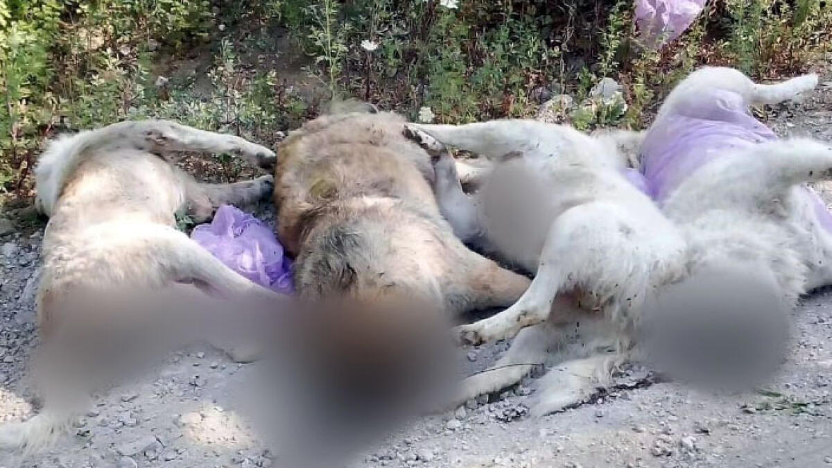 Quattro cani trovati morti: mattanza in Campania - 
