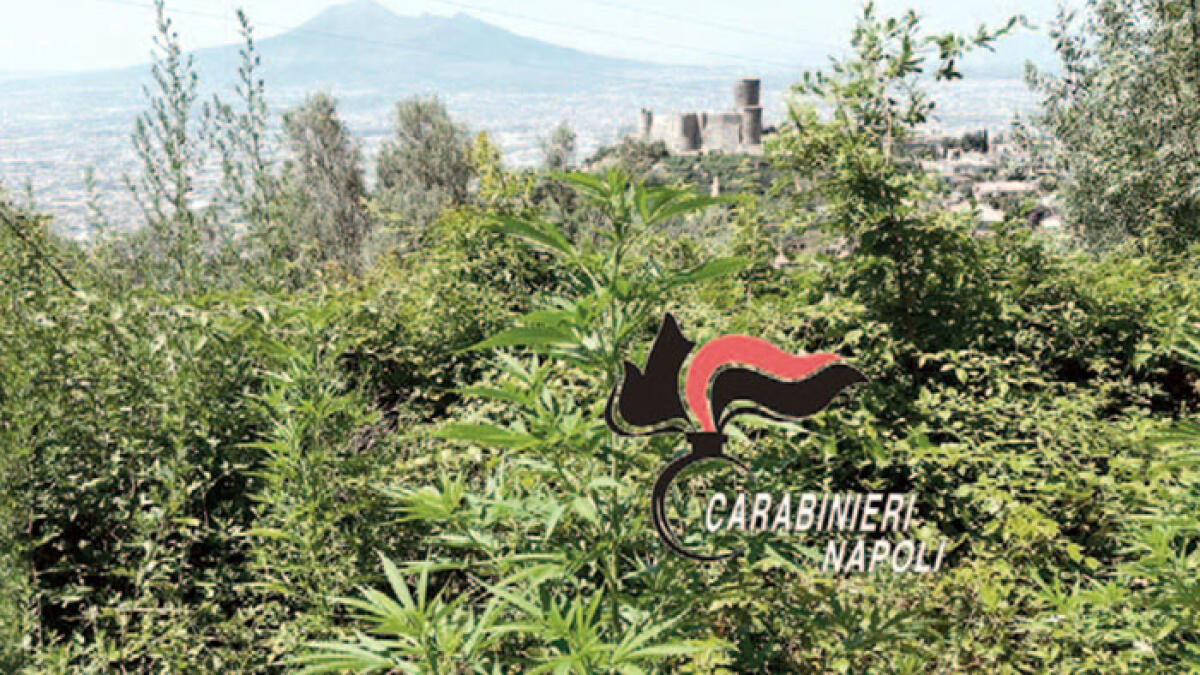 Sequestrato un bosco coltivato a cannabis - 