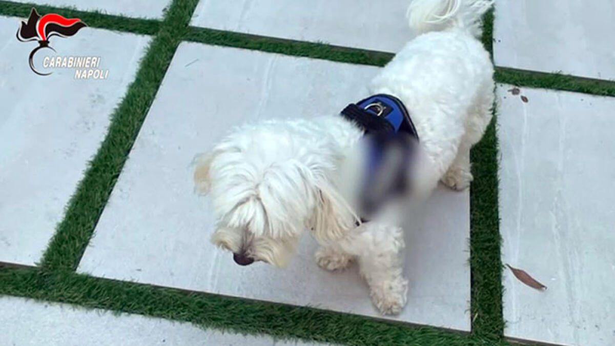 Latitante arrestato a bordo piscina, tradito dal cagnolino GUARDA IL VIDEO - 