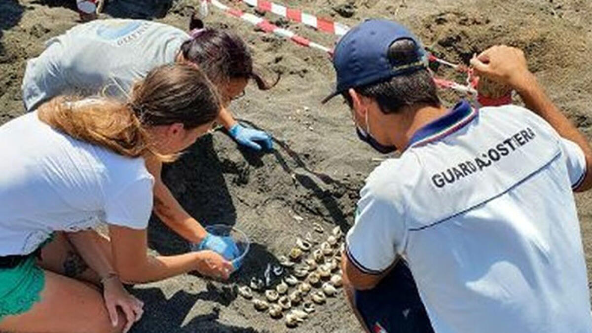 Tartaruga depone 50 uova sulla spiaggia torrese - 