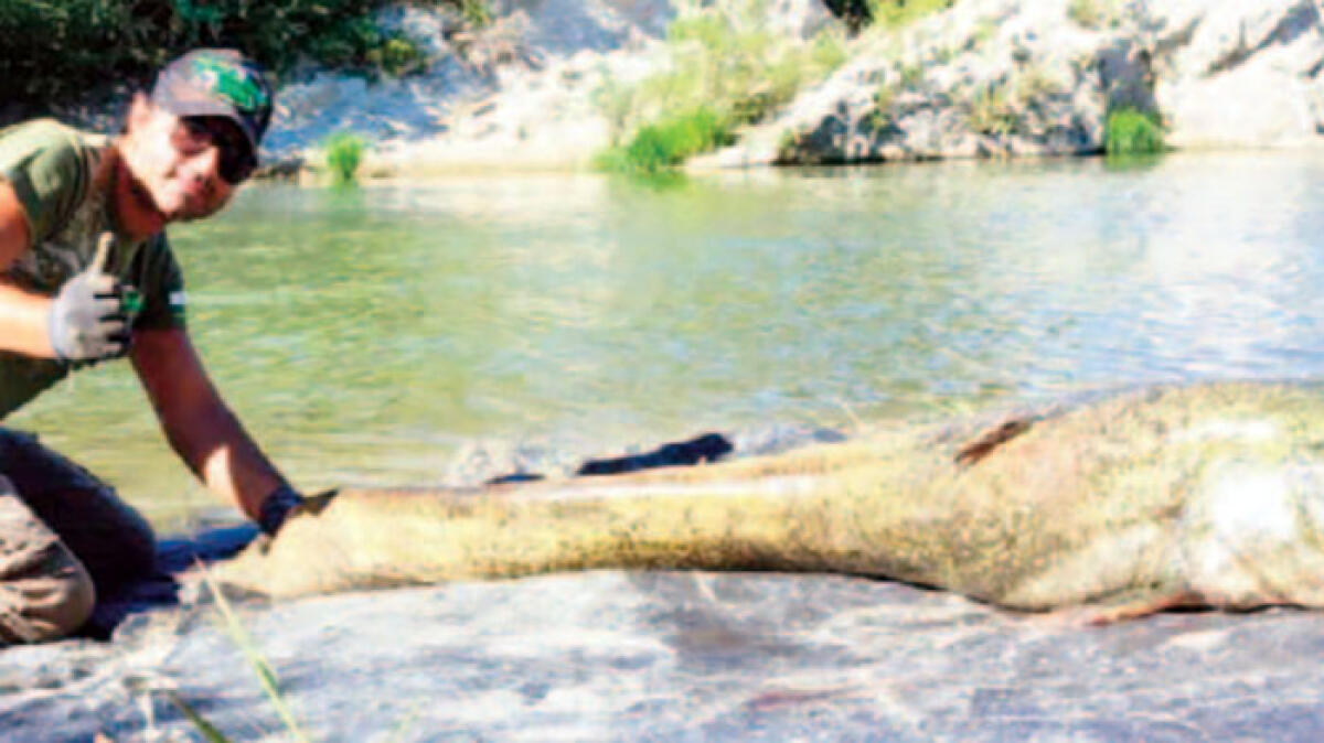 In Campania pescato un Siluro super: è lungo 2 metri - 