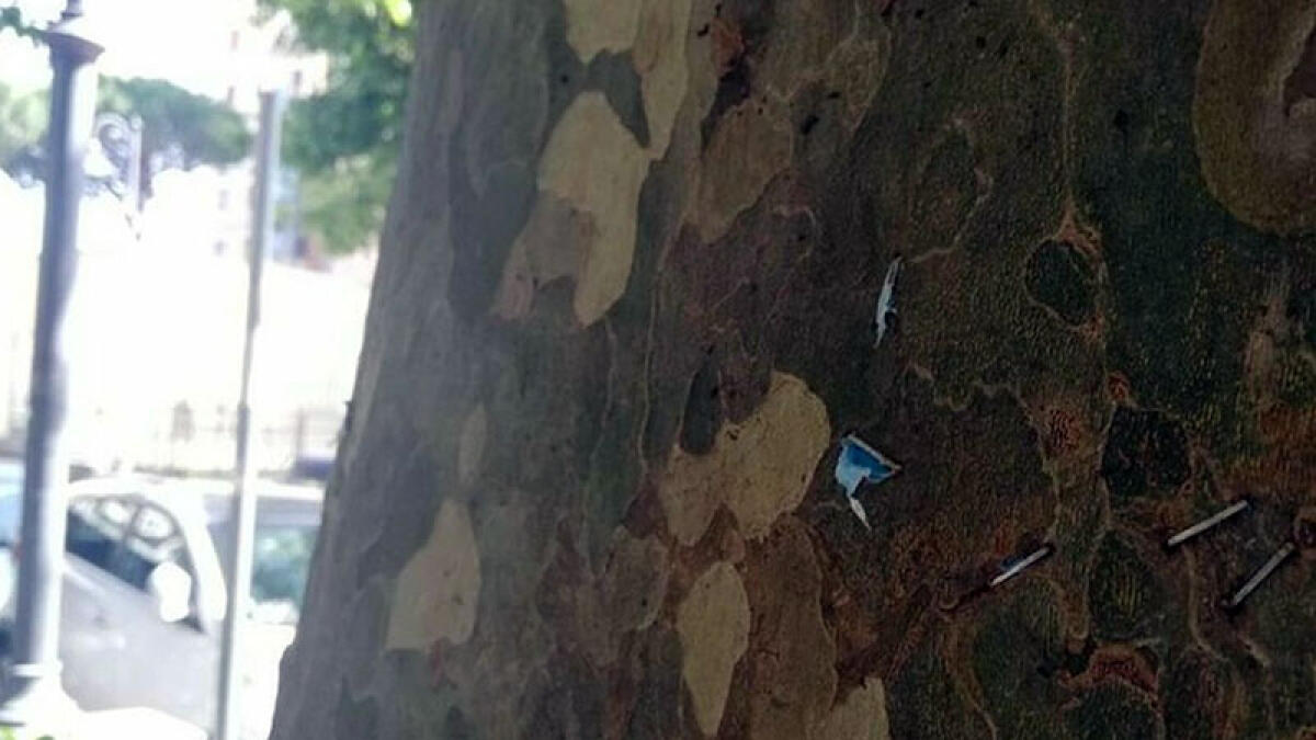 Boscoreale, gli storici platani "feriti" dalle spillette azzurre - 