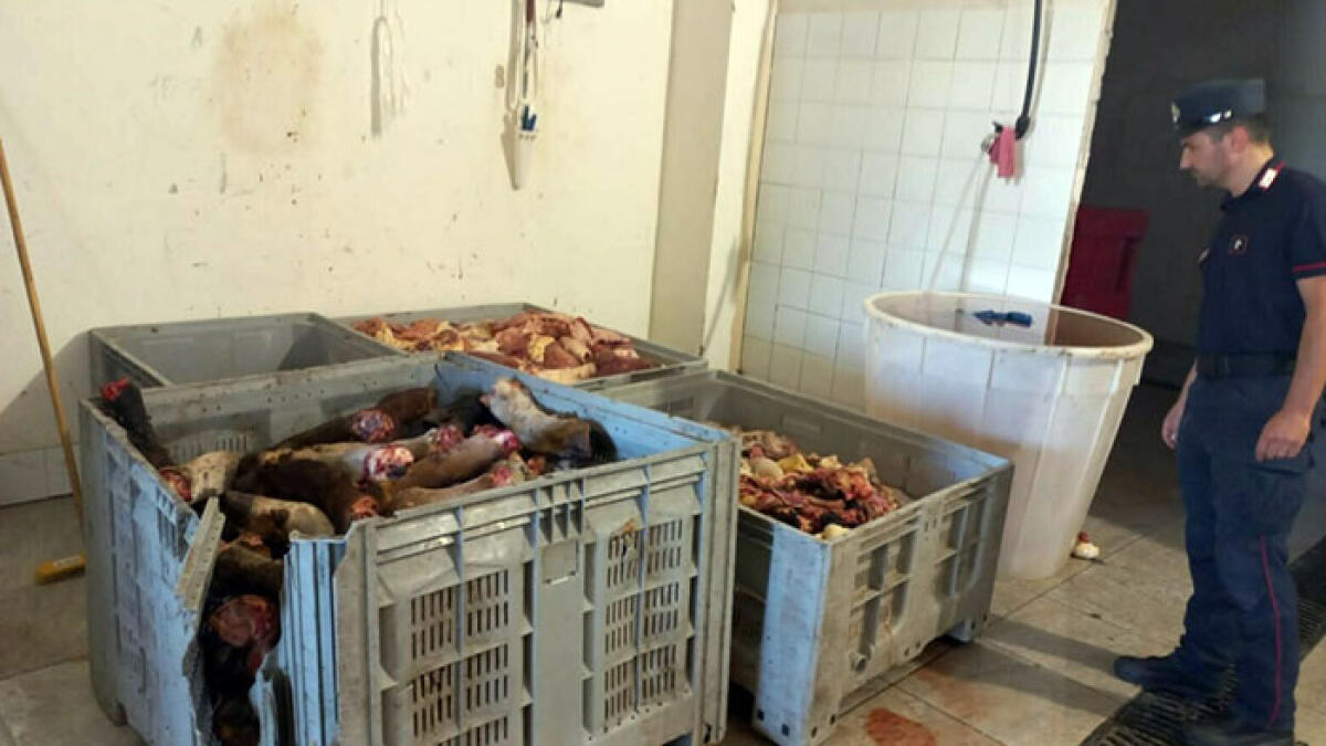 Attenzione al “Pere e o’ Musso”, sequestro da una tonnellata di frattaglie nel Nolano - 