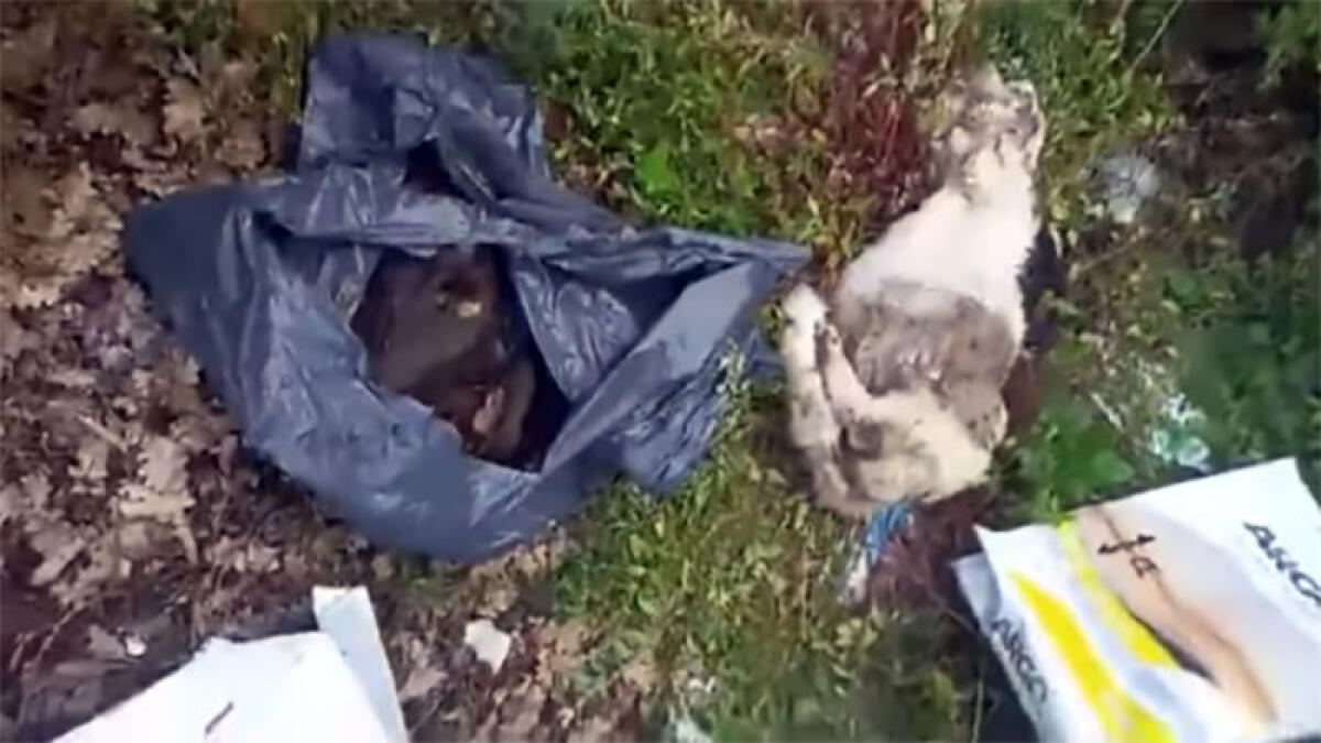 Canile sporco e con carcasse di cuccioli: nei guai anche due guardie ambientali - 