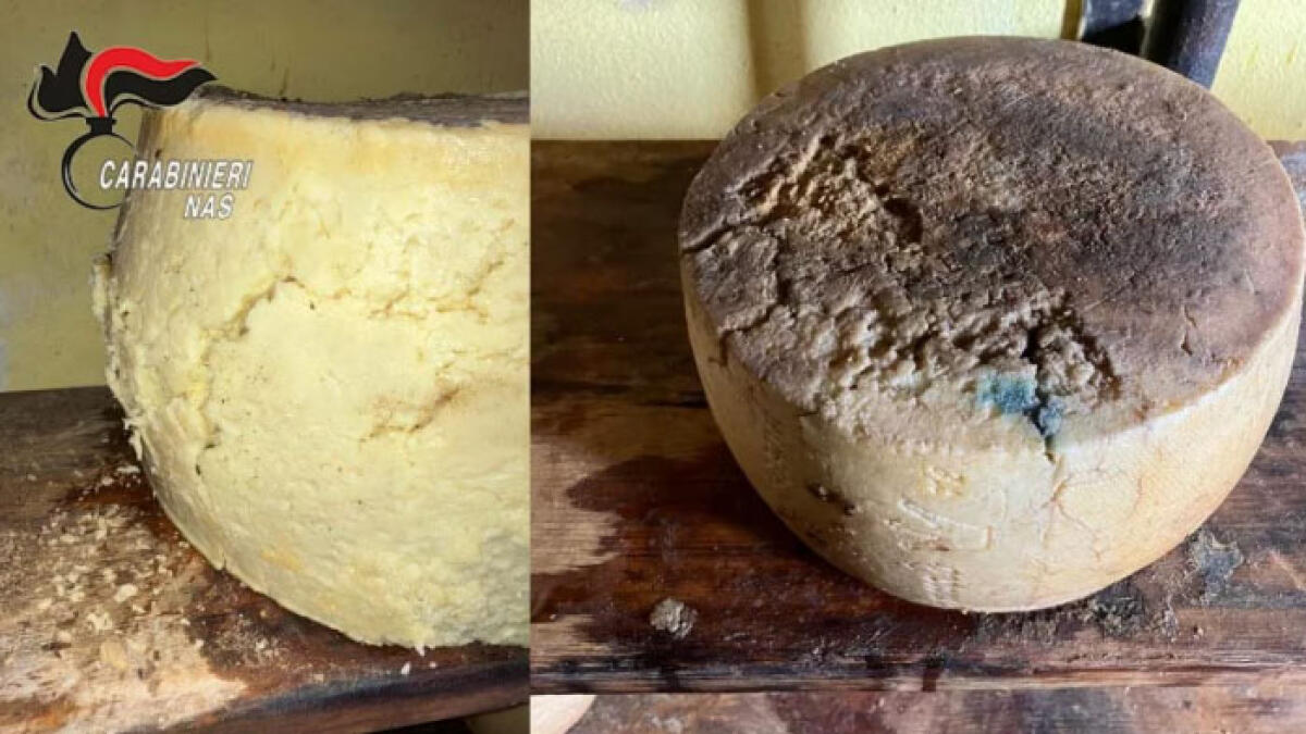 Formaggi con larve, insetti e muffa: chiuso caseificio - 