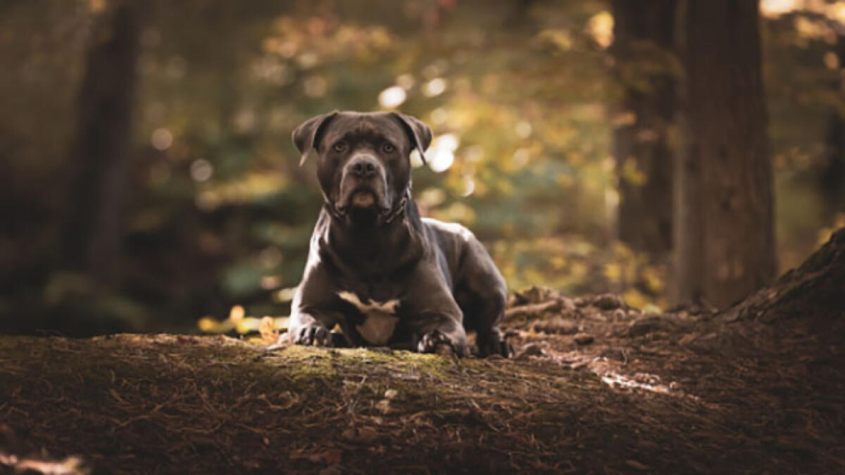 Cane sbrana il gluteo di un bambino, terrore nel Napoletano - 