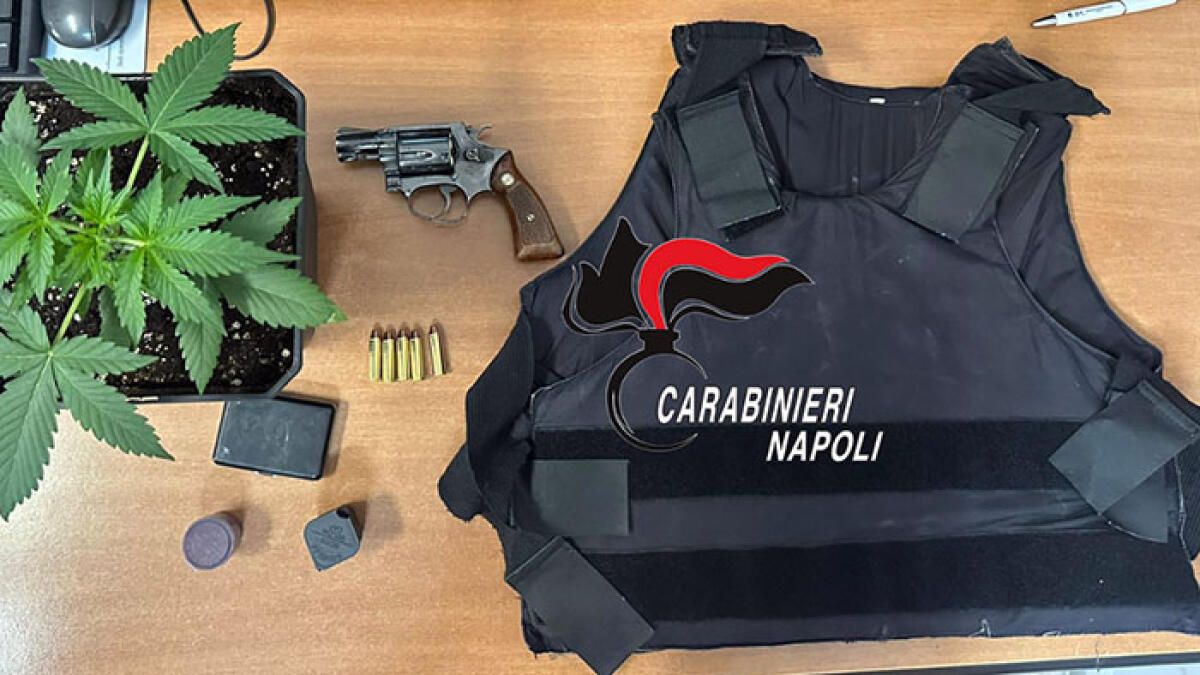 Piante di cannabis e armi trovate nel Nolano - 