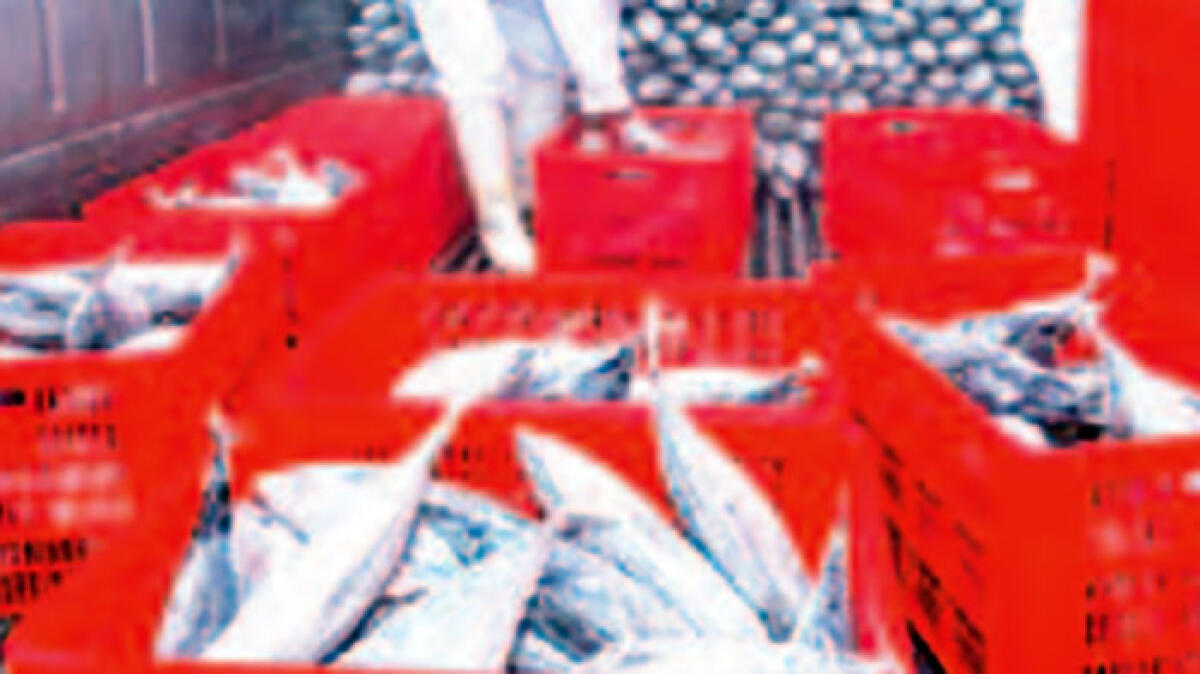 Sequestrato Tir carico di pesce avariato - 