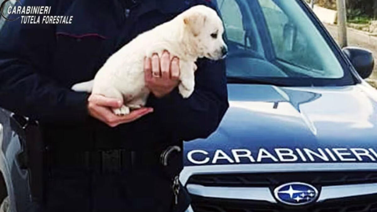Scoperto canile lager con cuccioli morti - 