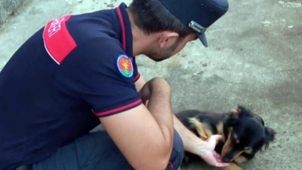 Attenti ai veterinari abusivi: in due somministravano vaccini e farmaci ai cani - 