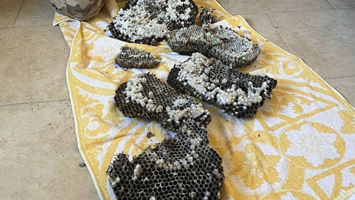 Terrore Vespa Orientalis: nido con 900 insetti in una casa - 