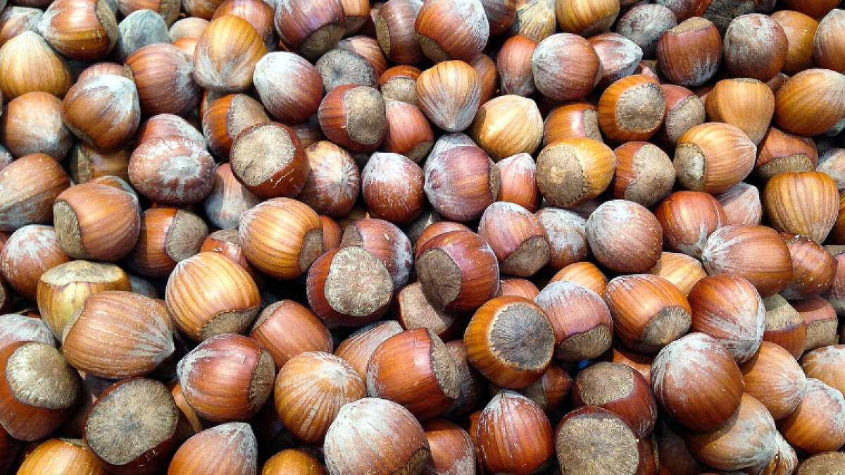 Pochissime nocciole: piante devastate dalla cimice asiatica - 