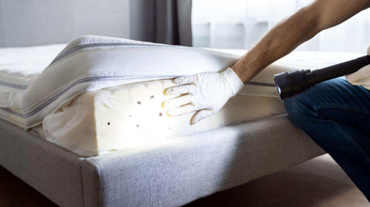 L'invasione di cimici da letto arriva anche in Italia: attenti a punture e sintomi - 