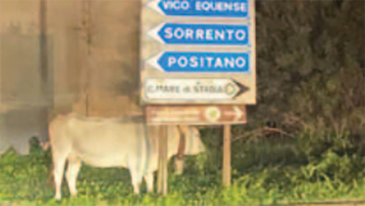 Bovini allo sbando di notte sulla Statale - 