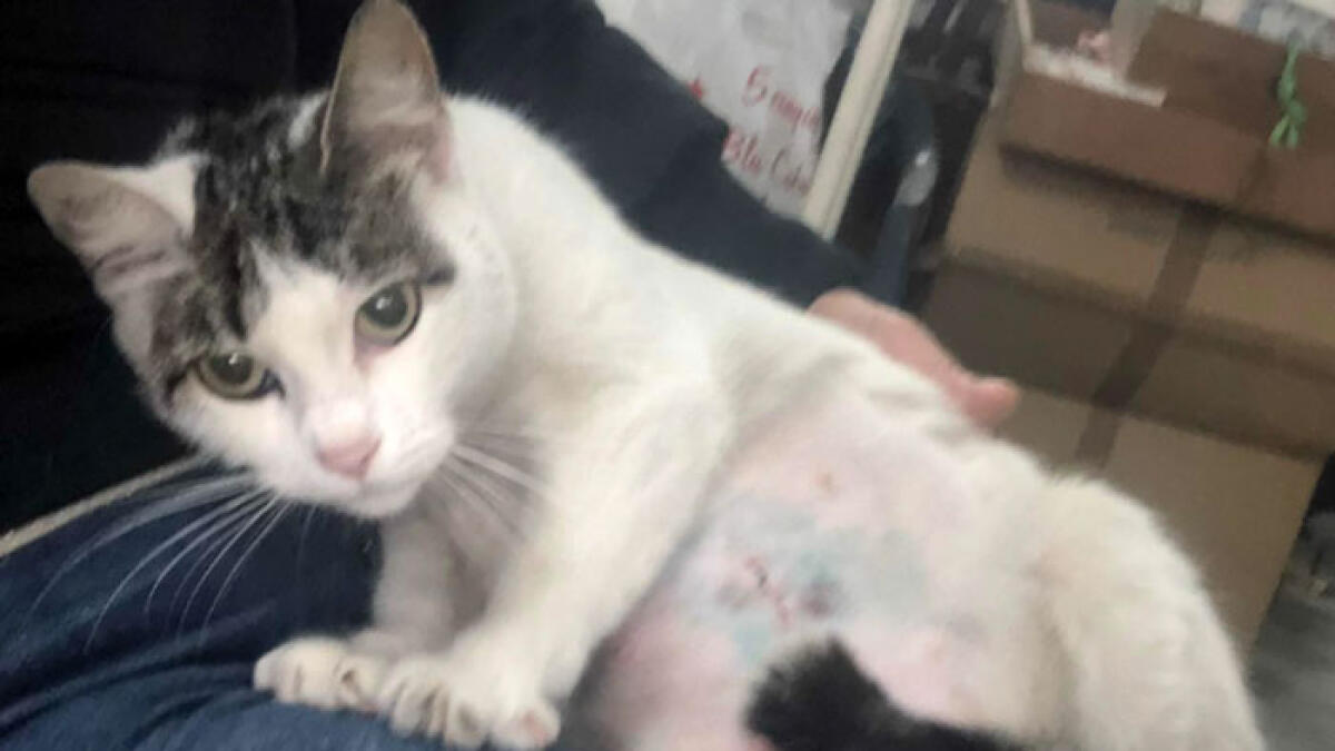 Colonia di gattini sterminata con il veleno - 