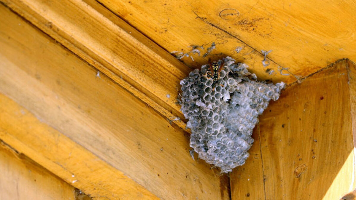 La Vespa Germanica sbarca in Italia, donna assalita da uno sciame in casa - 