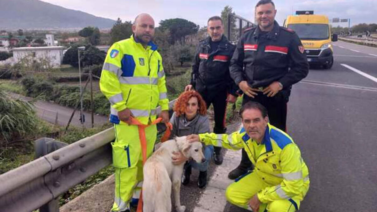 Cane vaga sulla Statale vesuviana: una squadra per metterlo in salvo - 