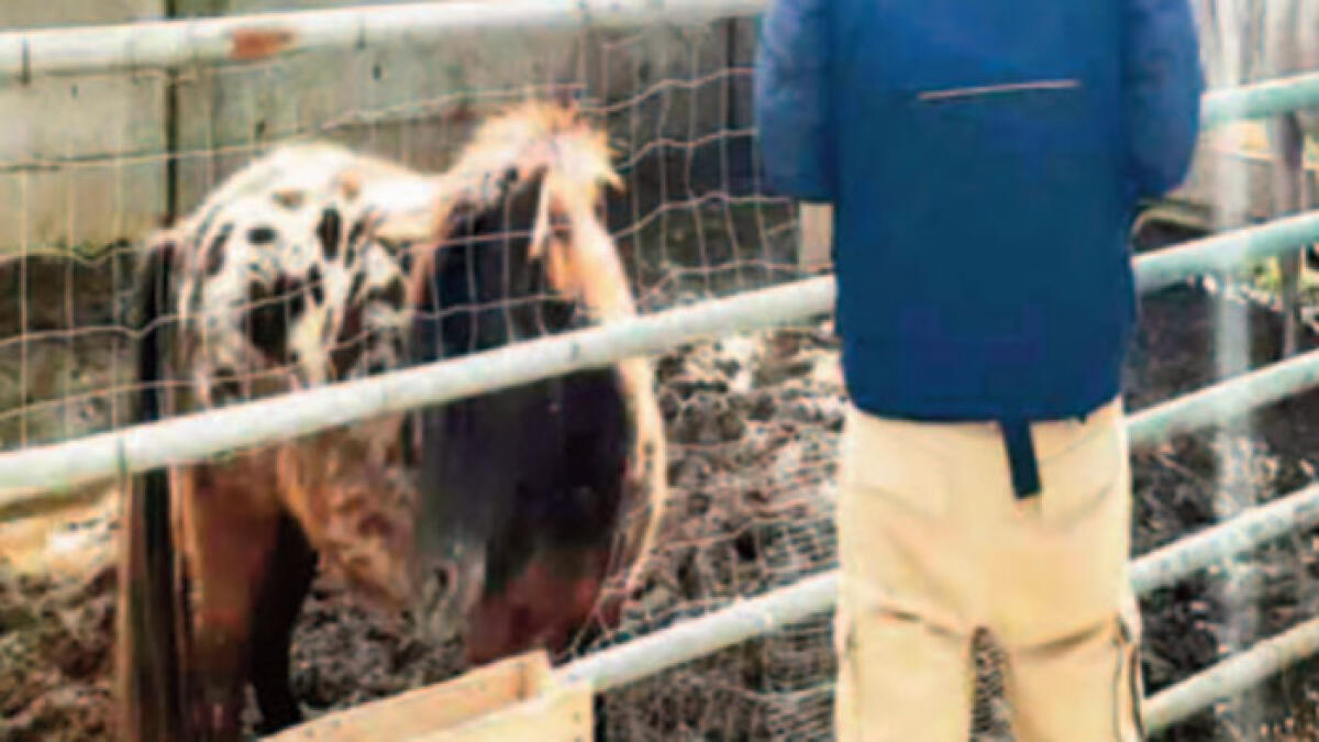 Carcassa di maiale tra i rifiuti fa scoprire un allevamento abusivo a Ponticelli - 