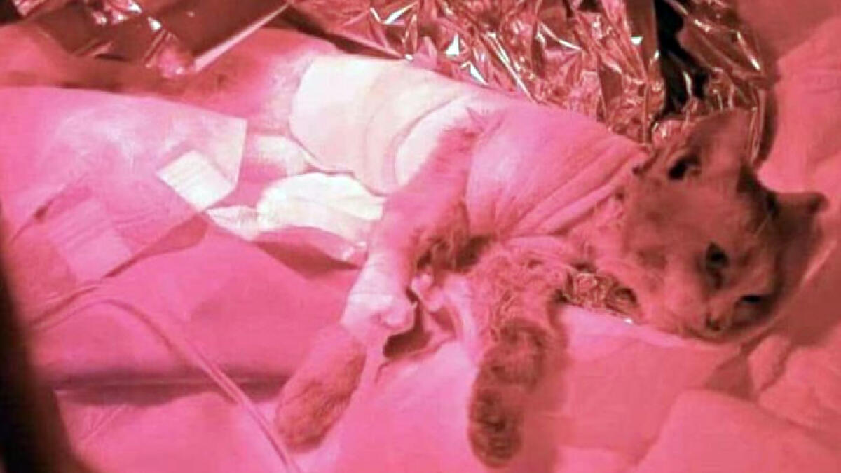 Morto il gattino scuoiato nell'Agro Nocerino, cure inutili - 