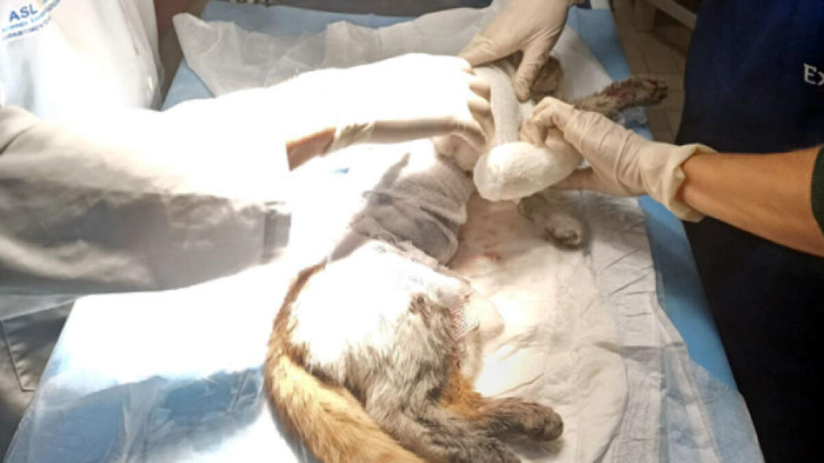 Gattino scuoiato vivo ad Angri, caccia alle belve - 
