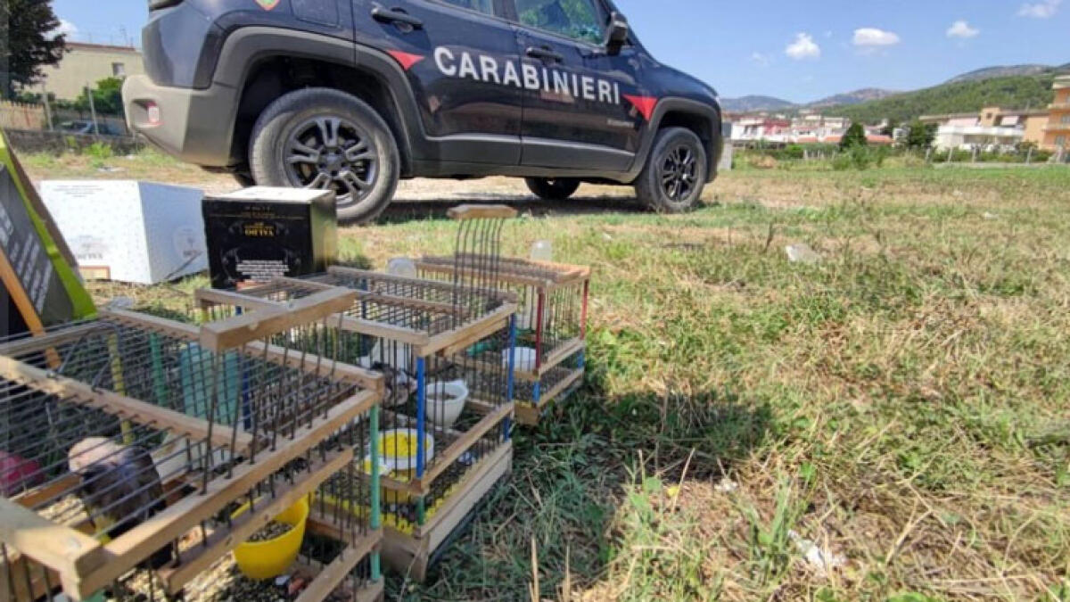 Scoperti uccelli esotici ingabbiati a Boscoreale - 