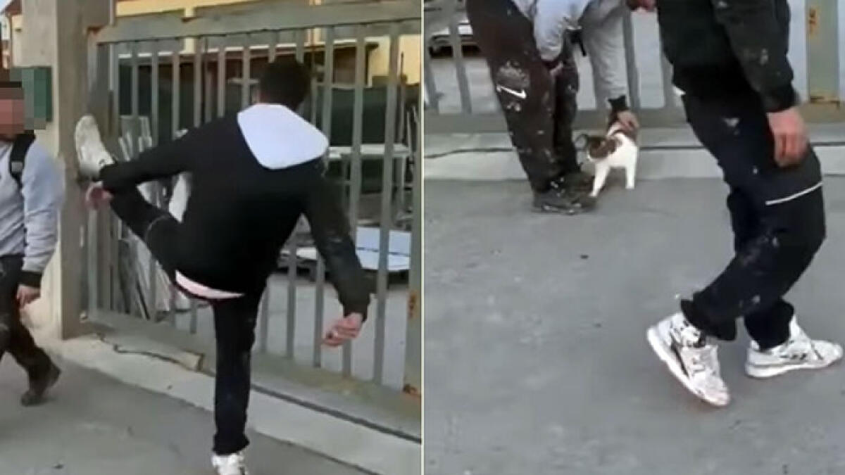 Prendono a calci un gattino, poi hanno anche il coraggio di pubblicare il video - 