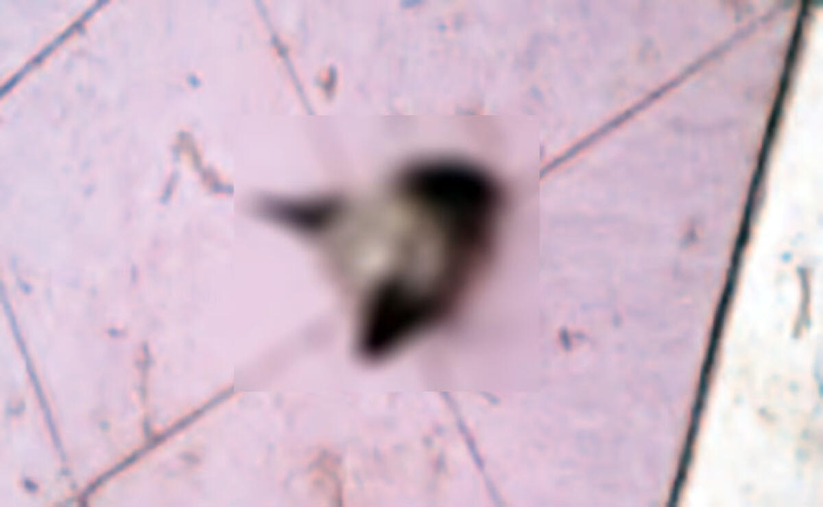 Macabro avvertimento con una testa di gatto mozzata - 