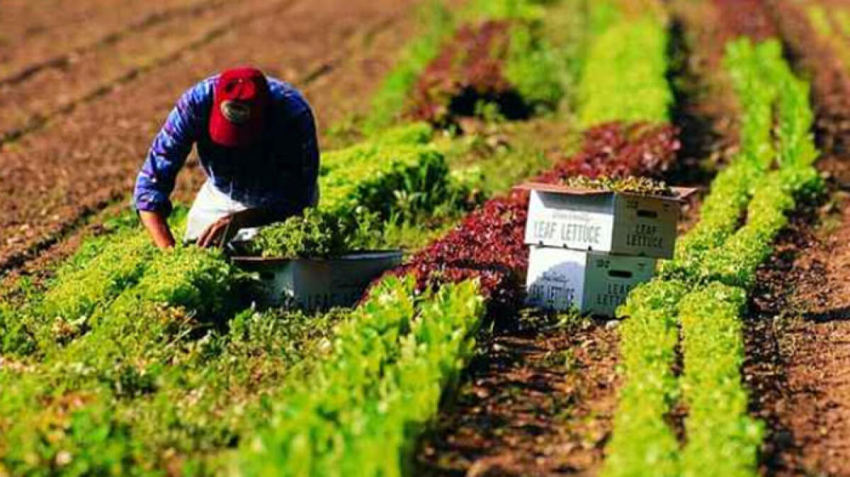 Bracciante agricolo morto: arrestati padre e figlio a Palma Campania - 