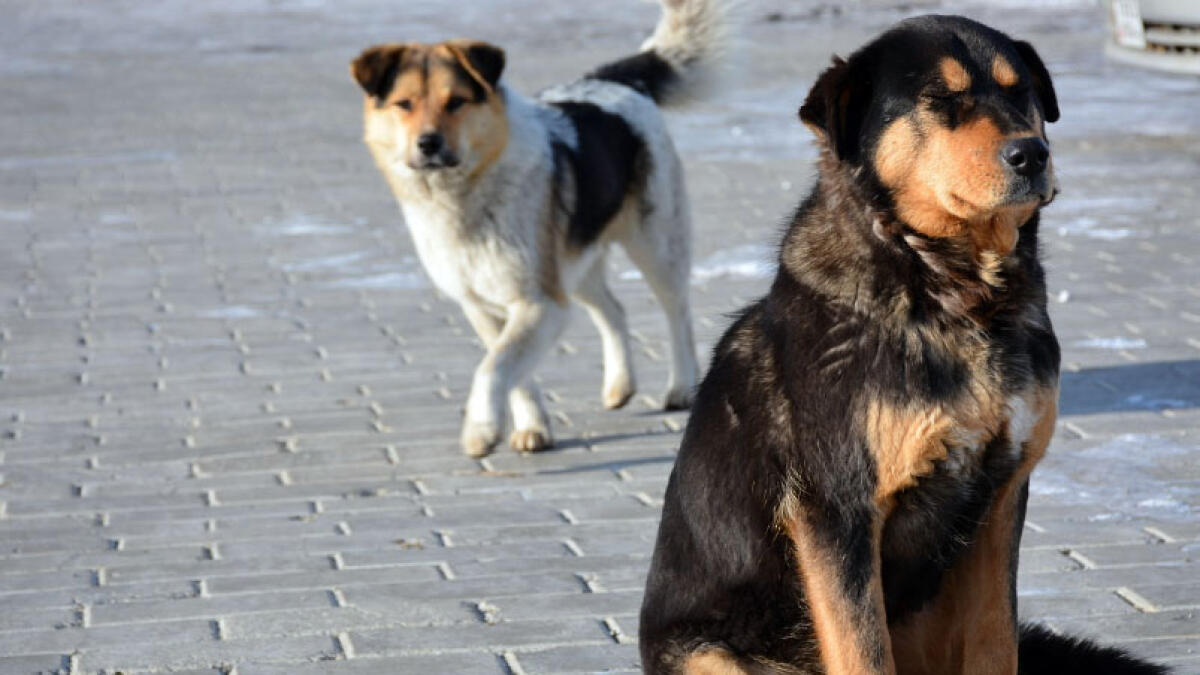 Attaccato da cane randagio: ricoverato con tessuti lacerati e 100 punti di sutura - 