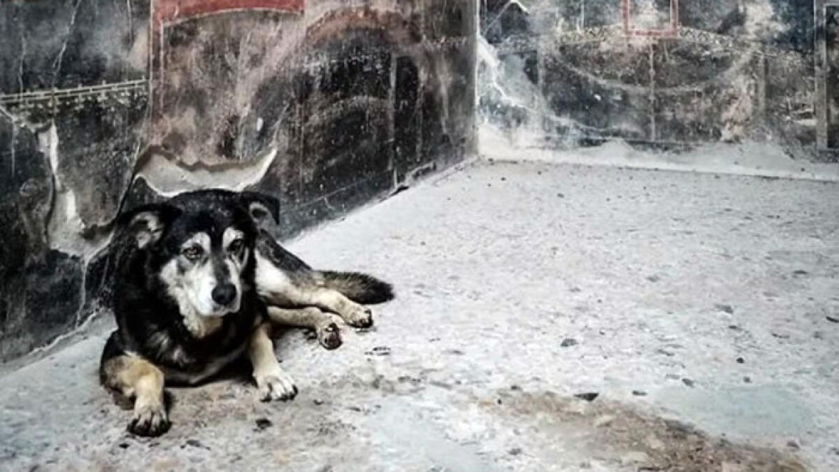 Addio Argo, era il cane mascotte degli Scavi di Pompei - 
