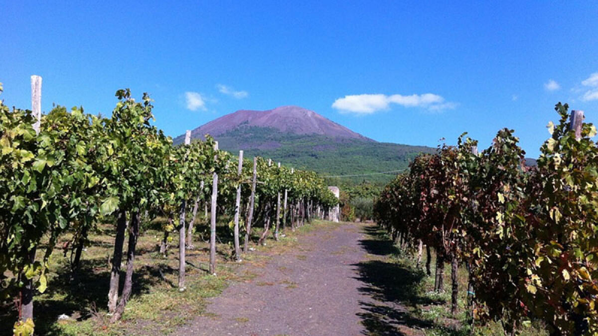 Mille nuovi alberi nel Parco Nazionale del Vesuvio - 