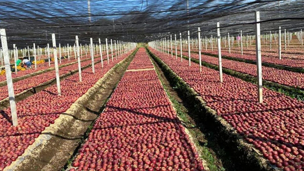 Mela Annurca, patto con la Federico II per valorizzarla - 