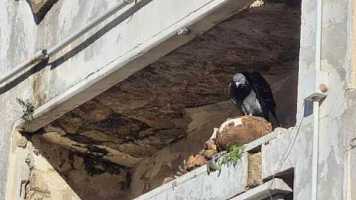 Nidi di uccello nei teschi, scandalo al cimitero - 