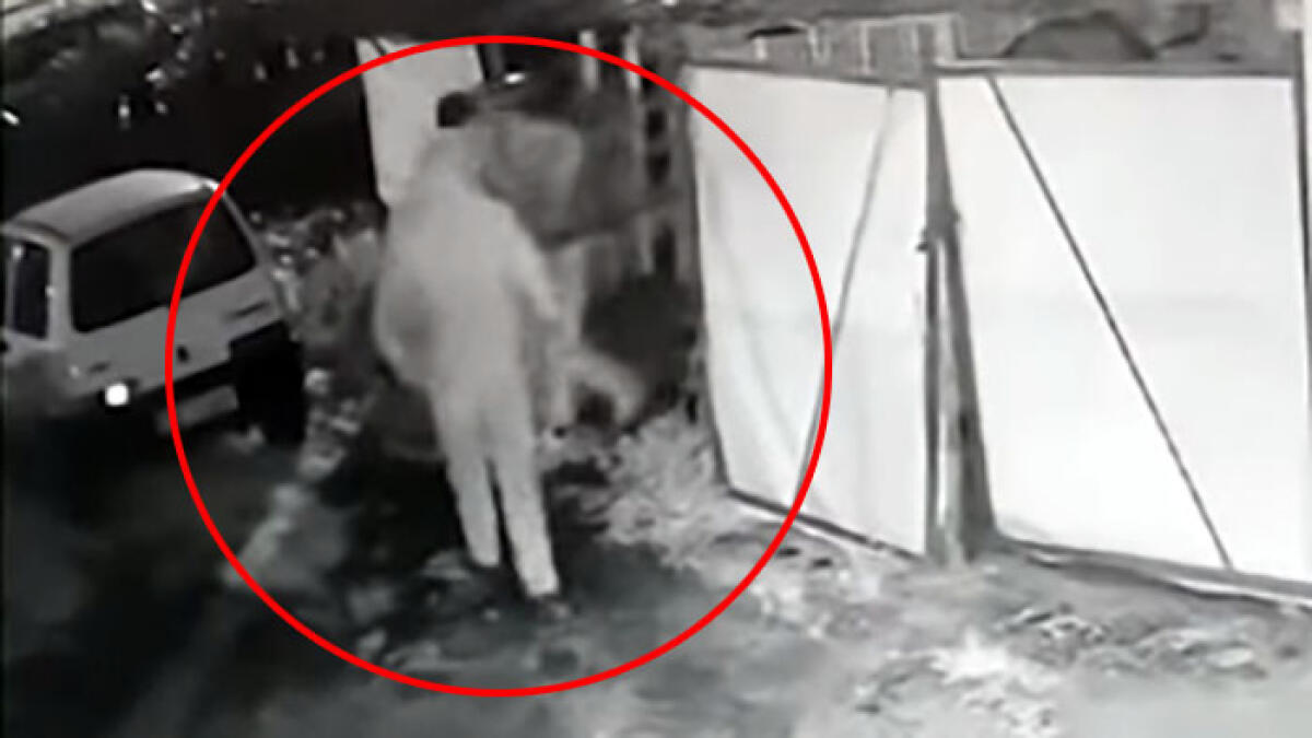 Ladri ancora in azione nel Napoletano: due video diffusi sui social - 