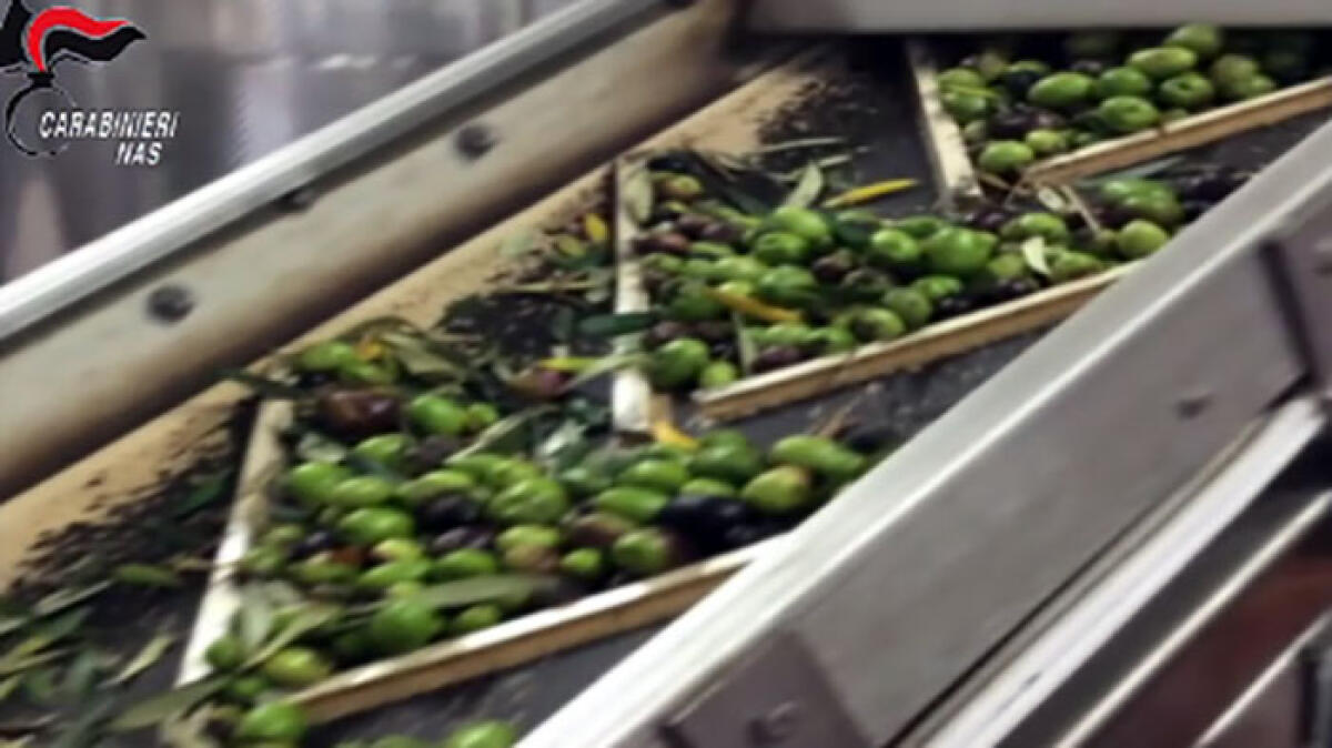 Olive nella sporcizia e macchinari arrugginiti, sigilli a frantoio nel Napoletano - 