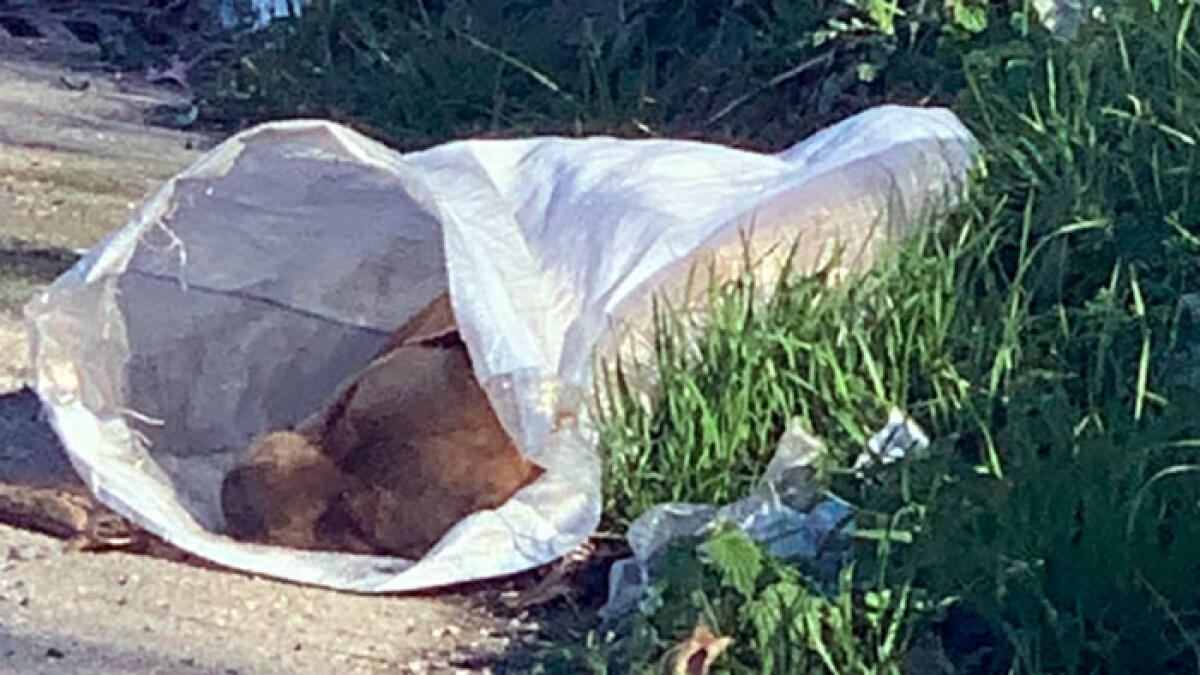 Palma Campania, trovate carcasse di pitbull morti - 