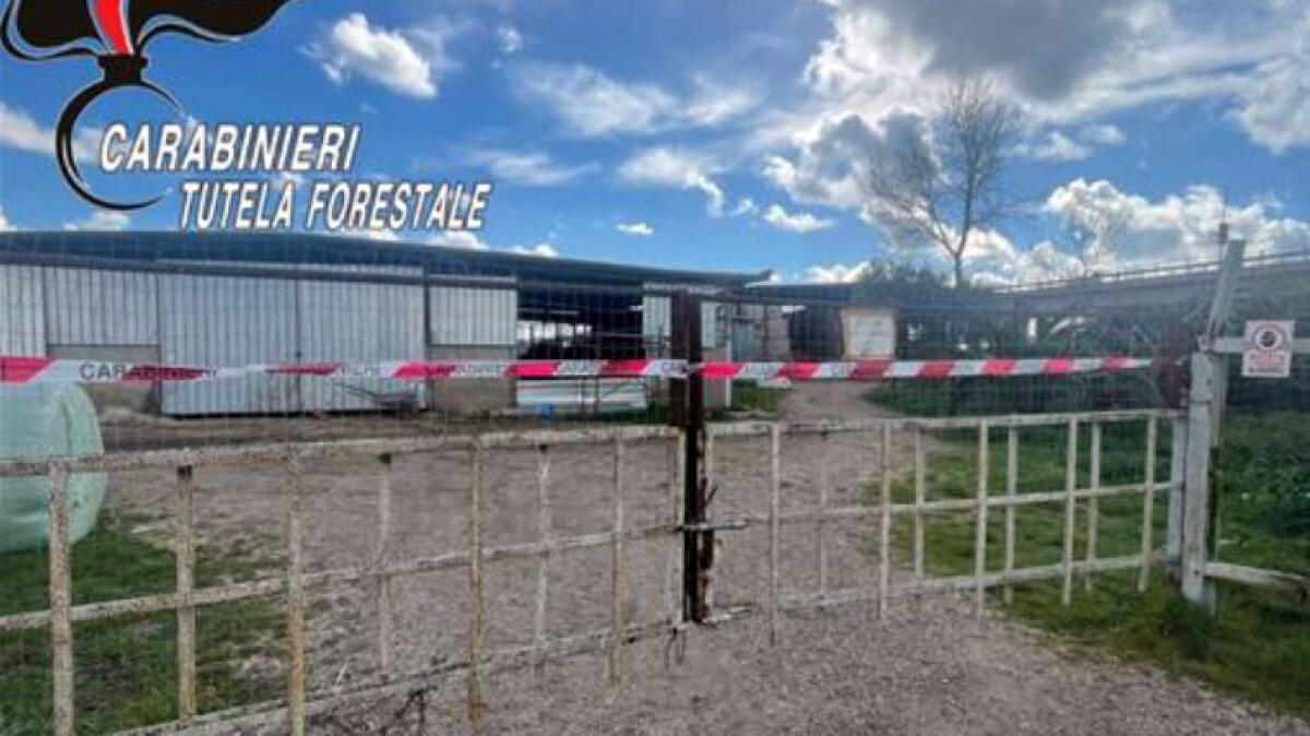 Sigilli a noto allevamento di bufale - 