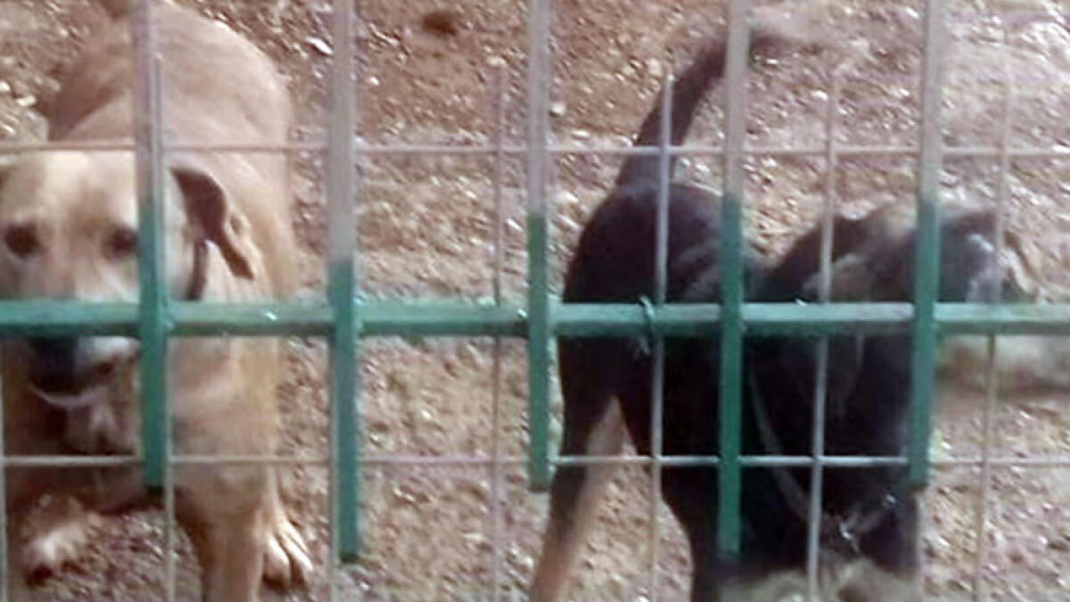 Trenta cani rinchiusi nella sporcizia e feriti - 