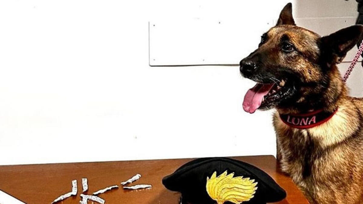 Luna fiuta la droga tra la folla e fa arrestare il pusher - 