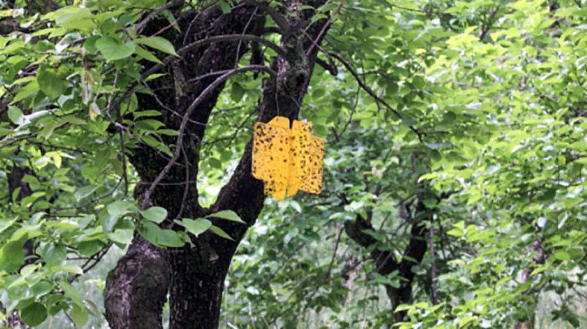 Mosca orientale della frutta, continua l'emergenza - 