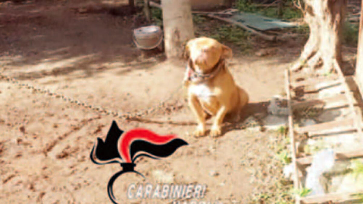 Pitbull trovato legato e abbandonato - 