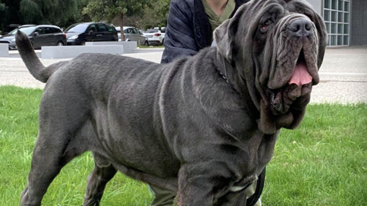 Mastino Napoletano patrimonio Unesco, la proposta parte dai Paesi Vesuviani - 