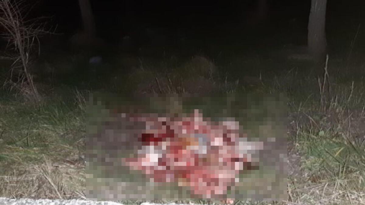 Scarti di macelleria abbandonati ai lati della Statale - 