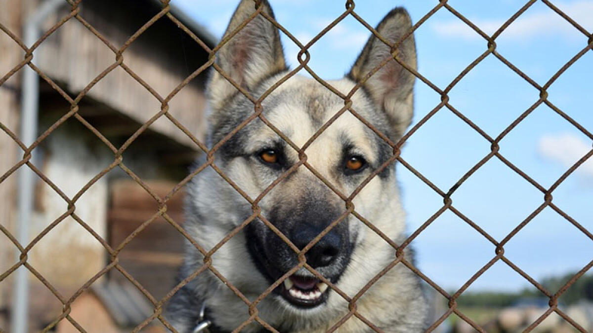 Bimba e nonna azzannate dai cani di famiglia: sono gravi - 