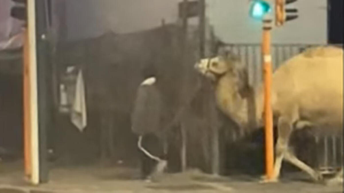 Cammelli a spasso per Napoli, il video sul web - 