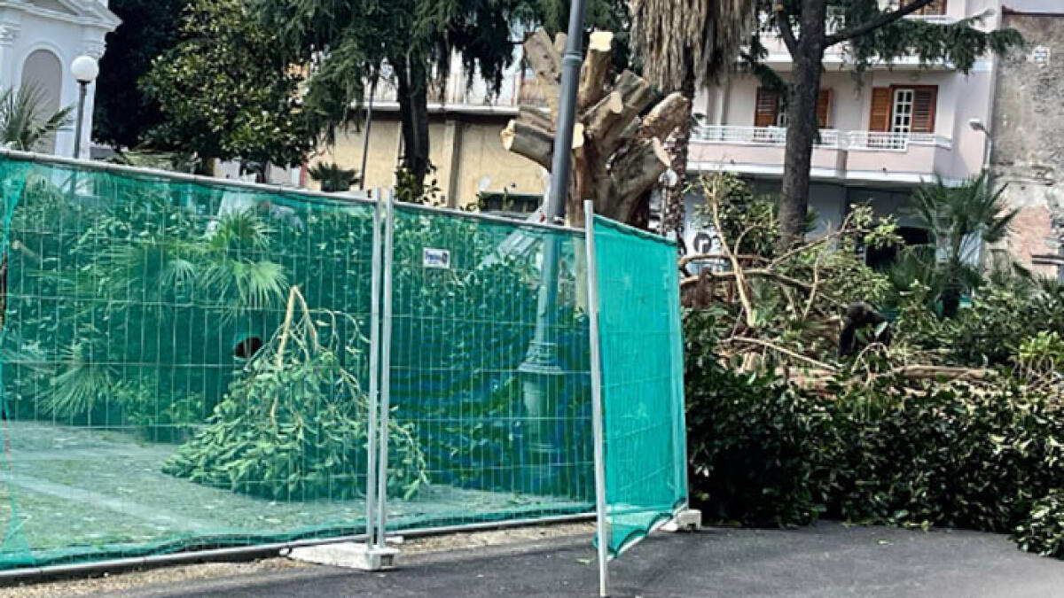 Terzigno, abbattuti gli alberi di Piazzetta Borgonuovo - 