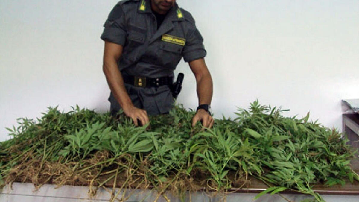 Cannabis coltivata in casa e droga nelle pareti: bloccato 22enne - 
